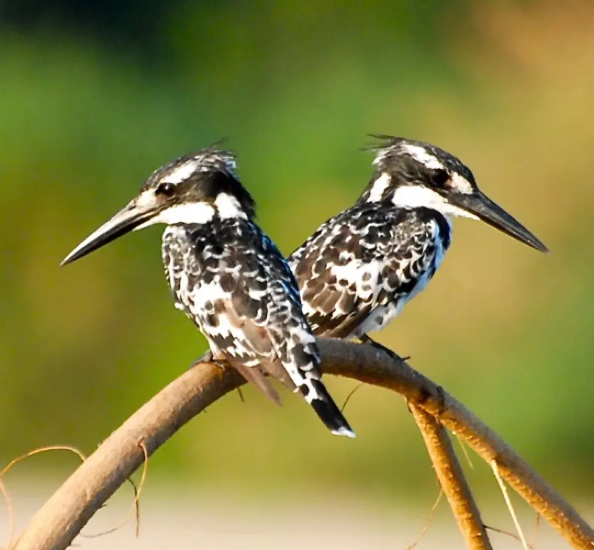 Birding Safari