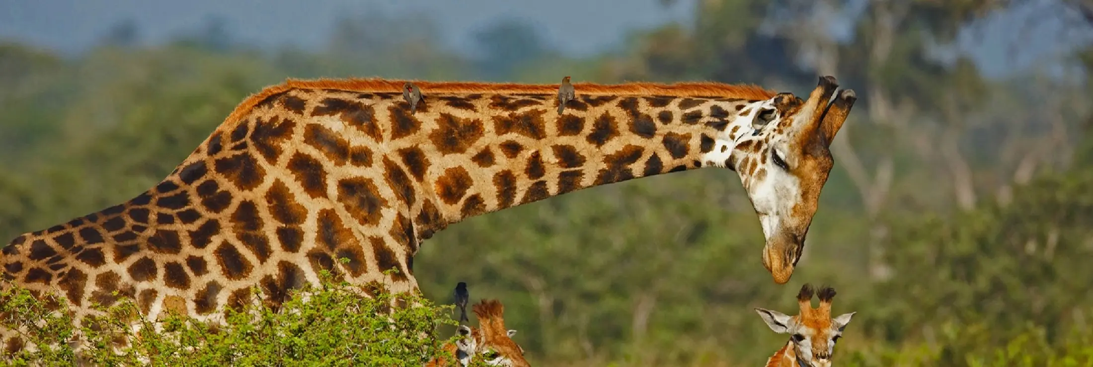 Tanzania's sweeping savanna landscape