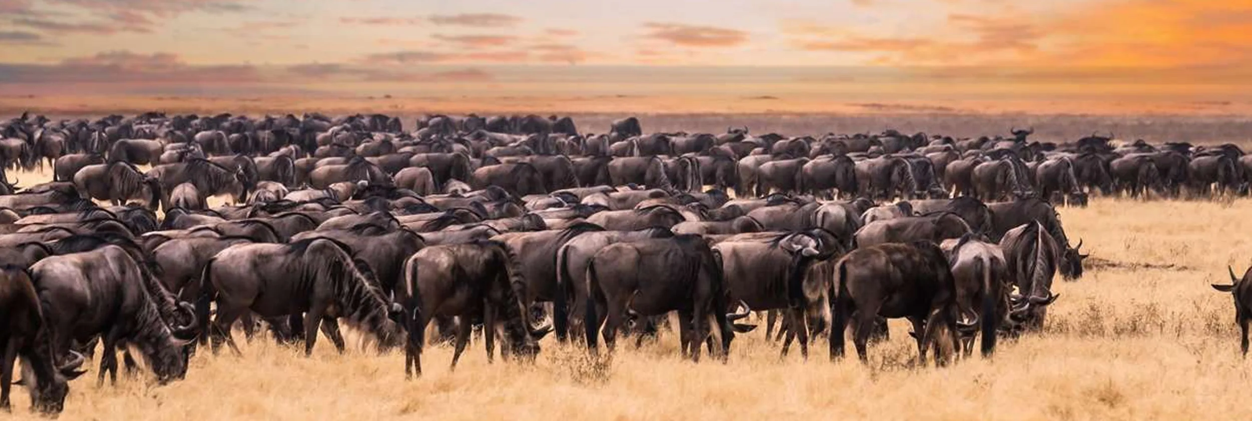 A vast Tanzania wildlife landscape