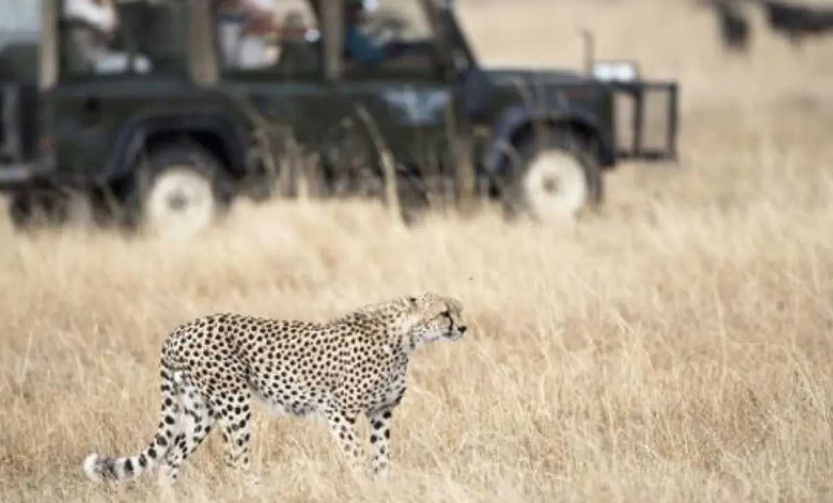 8 Days Classic Tanzania Safari