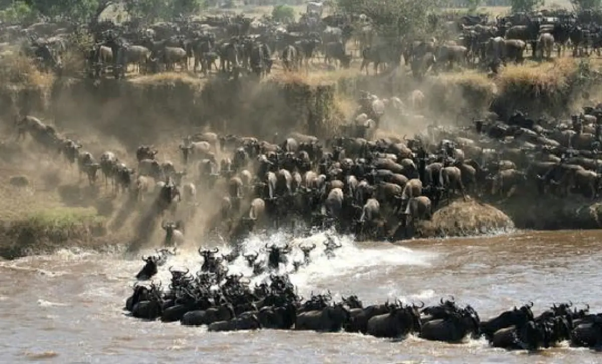 10 Days Serengeti Migration Safari
