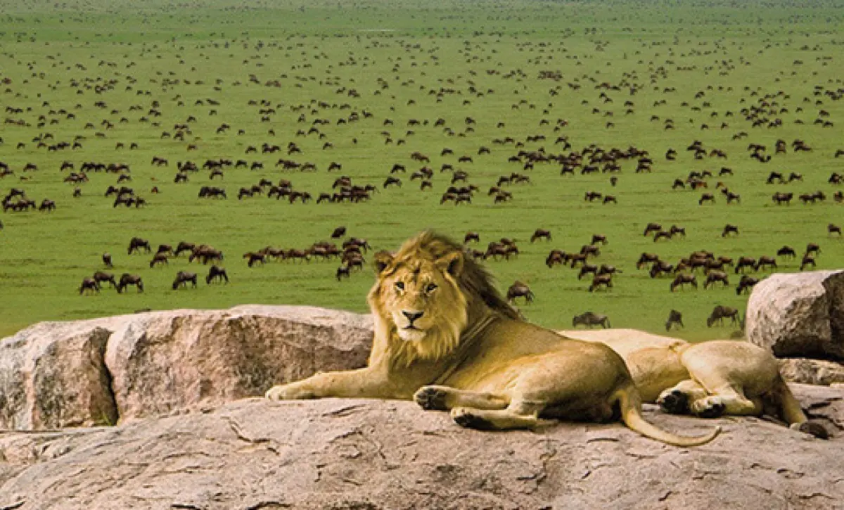 8 Days Migration River Crossing