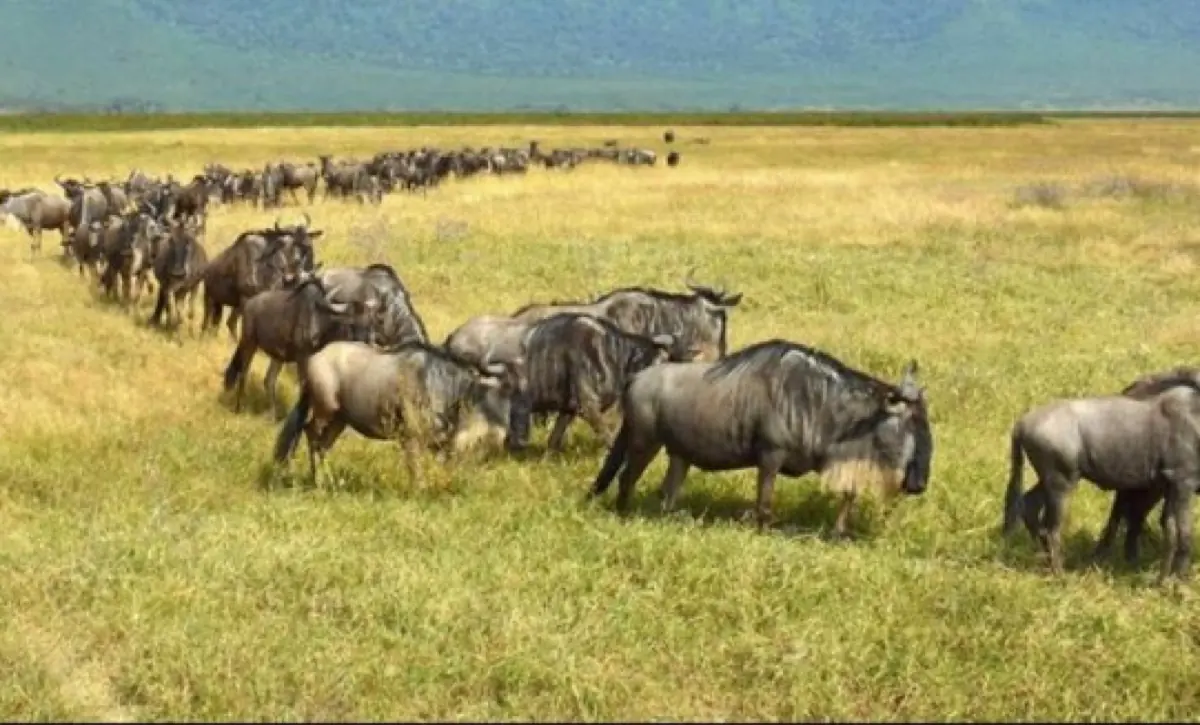 7 Days Migration Camping Safari