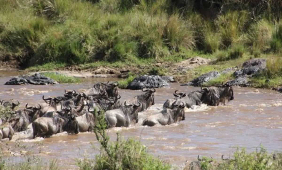 6 Days Tanzania Budget Safari