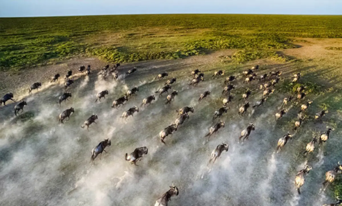 8 Days Calving Season & Culture