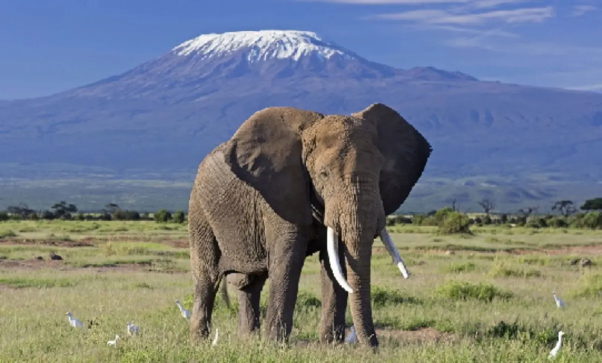 Tanzania explorer