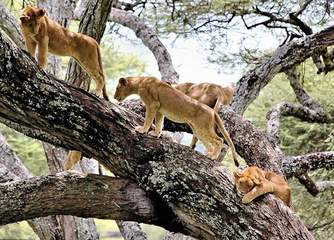 Lake Manyara National Park