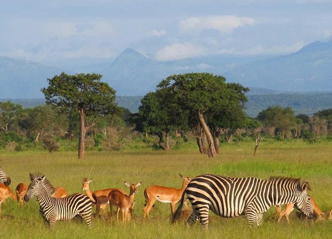 Mikumi National Park