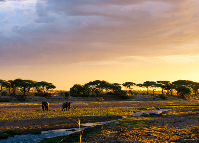 Ruaha National Park