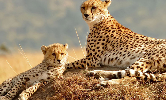 4 Days Mid-Range Tanzania Safari