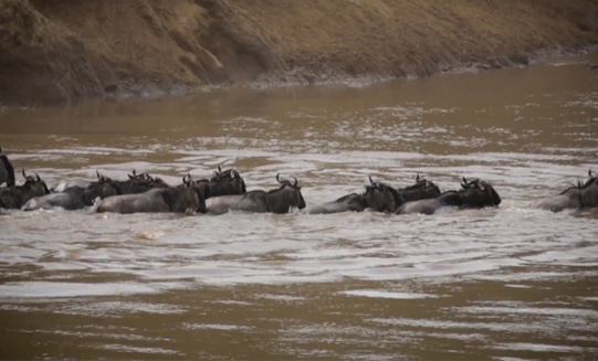 8 Days Wildebeest Migration River Crossing