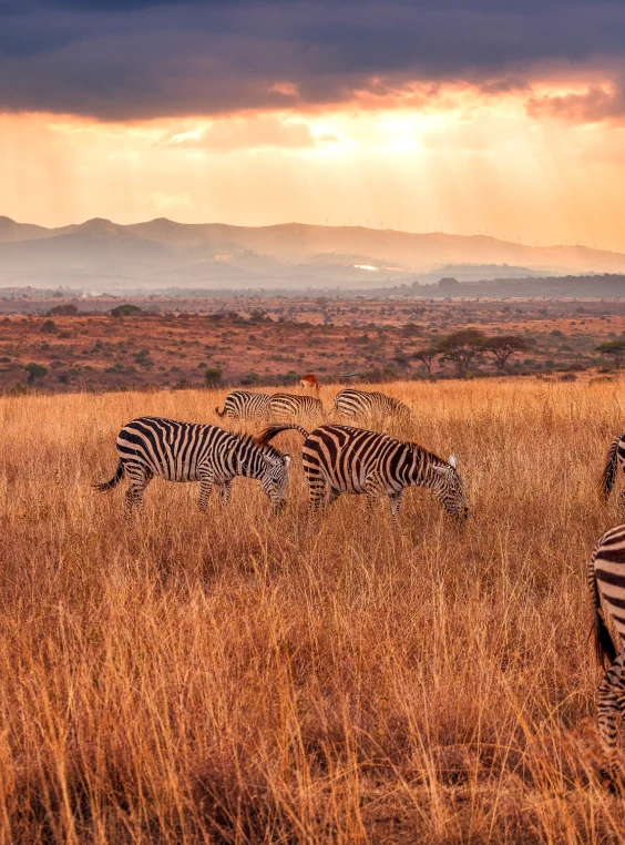 Wildlife encounter on safari