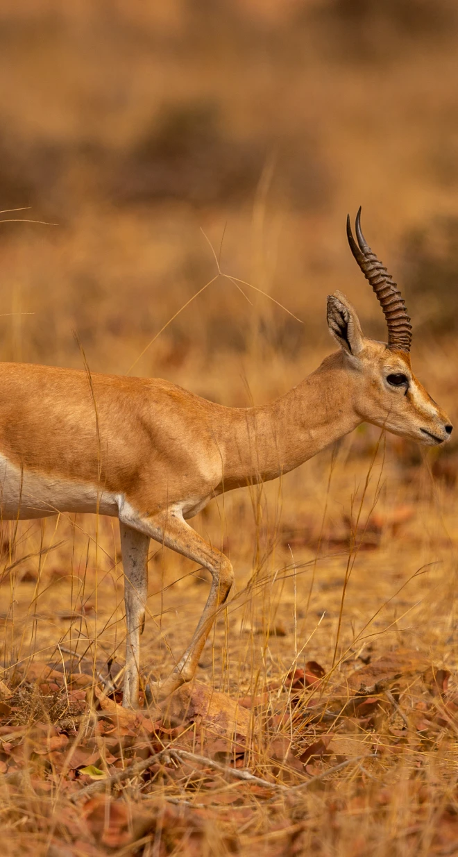 Wildlife in Tanzania